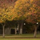 student walking near mrak hall, trees in fall colors